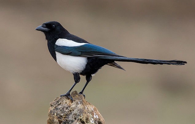 Garden birds | a bird with a white chest, black head and blue-green wing feathers stands on top of a log