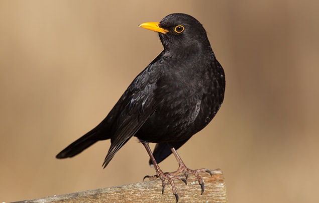 Garden birds | a black bird with an orange bill stands on a log.