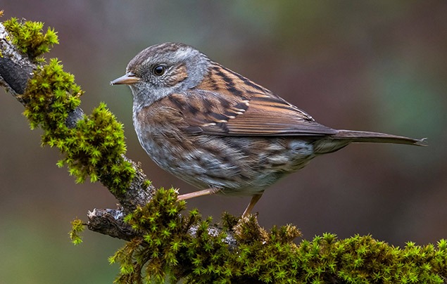 A small bird with a grey head and speckled brown body stands on a mossy stick.