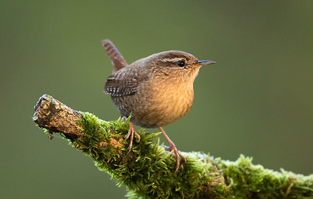 A small bird with a short, sticking up tail stands on a mossy branch. It has a plump yellow-brown chest and small head, with a dark brown eyestripe.