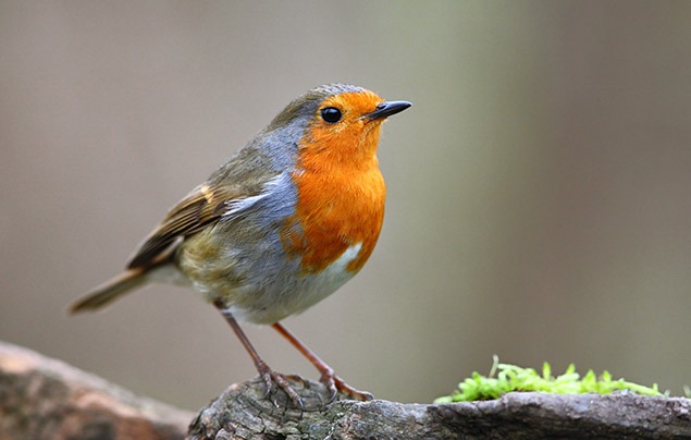 Garden birds | a bird with a orange-red breast stands on a log. It has a grey belly and brown wings and tail.