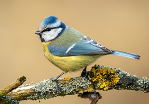 There is No Such Thing as a Blue Bird – National Geographic Education Blog