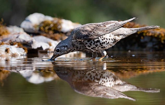 a thrush with a speckled belly and brown back sips water from a natural bowl