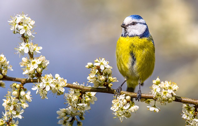 how to attract birds to your garden | a blue tit with a yellow belly and blue head sits on a branch covered in blossom