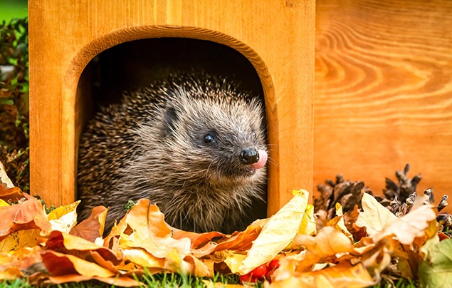 a hedgehogs peeks its head out of a wooden house, flicking its tongue out to taste the air. Autumn leaves are spread in front of the hedgehog house.