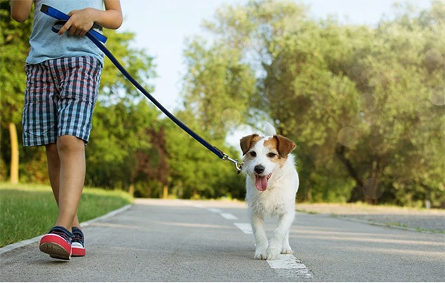 terrier walks on a lead along the road