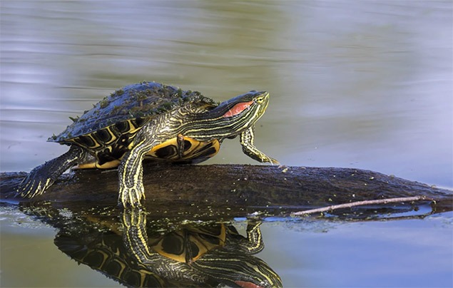 a terrapin sits in the log on the water