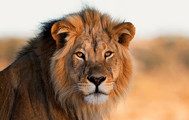 sustainable gifts | a male lion looks directly into the camera
