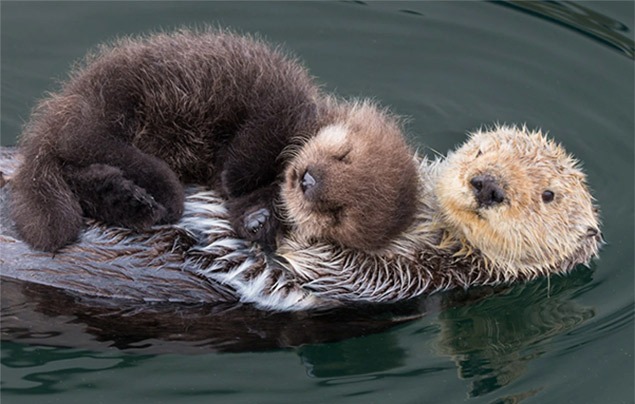 wildlife photography | a sea otter pup rests on its mum's belly as she floats on her back in the ocean