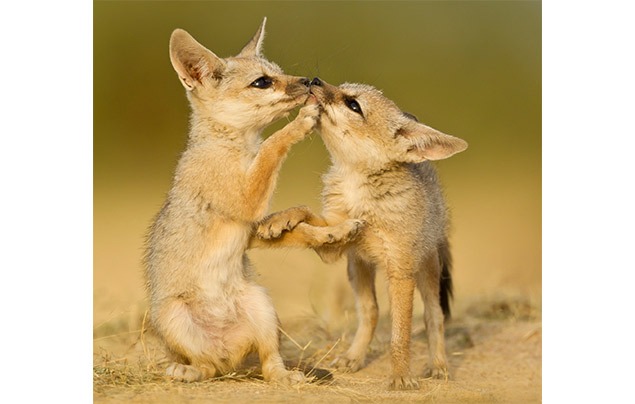 wildlife photography | two small Indian foxes play together outside their sandy den. They're small and sand-coloured, with large ears.
