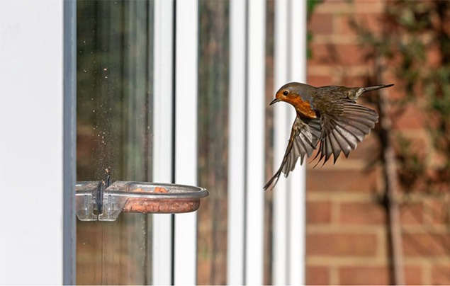bird feeding | a robin flies in towards a small clear feeder mounted on a window