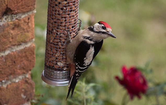 bird feeding | a woodpecker balances on a nut feeder hanging from a wall