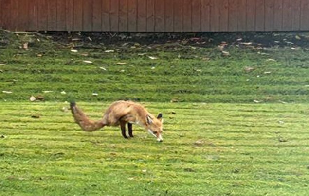 two-legged fox on a lawn 
