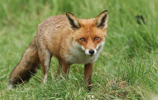 two legged fox | a red fox stands on green grass, looking straight towards the camera with its amber eyes. Its ears are pricked up and its tail hangs low behind it.