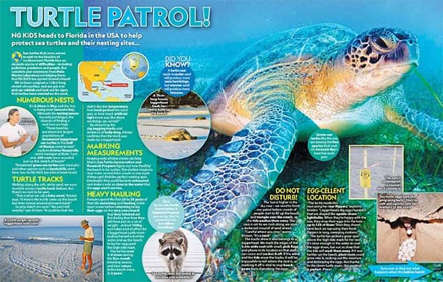 A magazine spread titled Turtle Patrol! features a large sea turtle underwater, text boxes with facts about sea turtles, a map, beach photos, a raccoon, and volunteers tracking nests to help save our seas and protect turtles on the beach.