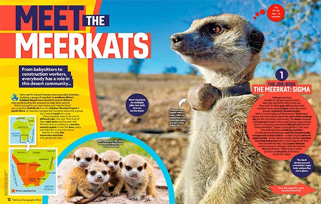 an example page from Nat Geo Kids magazine showing a meerkat and the headline 'Meet the Meerkats'. The article is all about the different roles different meerkats have within a colony.