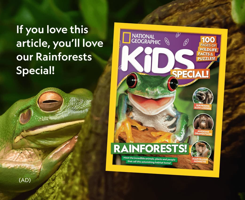 If you love this article, you'll love our Rainforests special! is written on the post, which also shows a copy of National Geographic Kids special Rainforest issue and a green rainforest frog