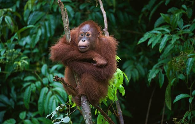 sustainable development goals | an orangutan sits on a tree in a green rainforest