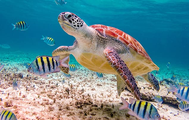 sustainable development goals | a big turtle swims in crystal clear water, surrounded by small yellow stripy fish