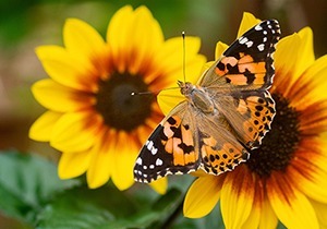 Join the Big Butterfly Count!