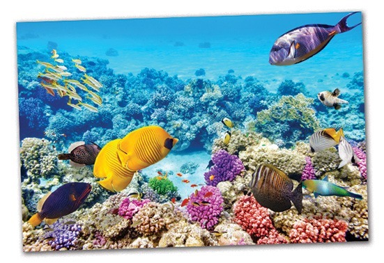 Colorful tropical fish swim among vibrant coral reefs in the clear blue waters of the Maldives. The scene includes various types of coral and a school of yellow fish in the background.