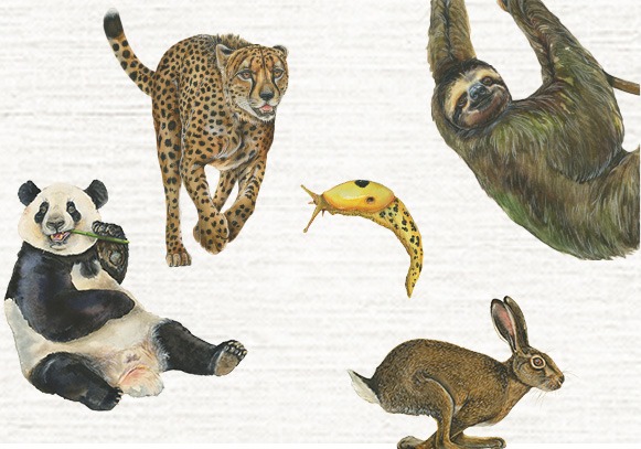 The fastest and slowest animals!