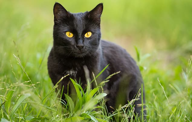 Halloween facts | a black cat with piercing yellow eyes sits in the grass, looking at the camera