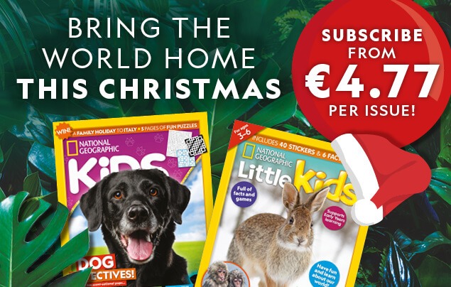 IE: Christmas 2025 Offer – In-Article