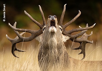 THE YOUNG WILDLIFE PHOTOGRAPHER OF THE YEAR COMPETITION