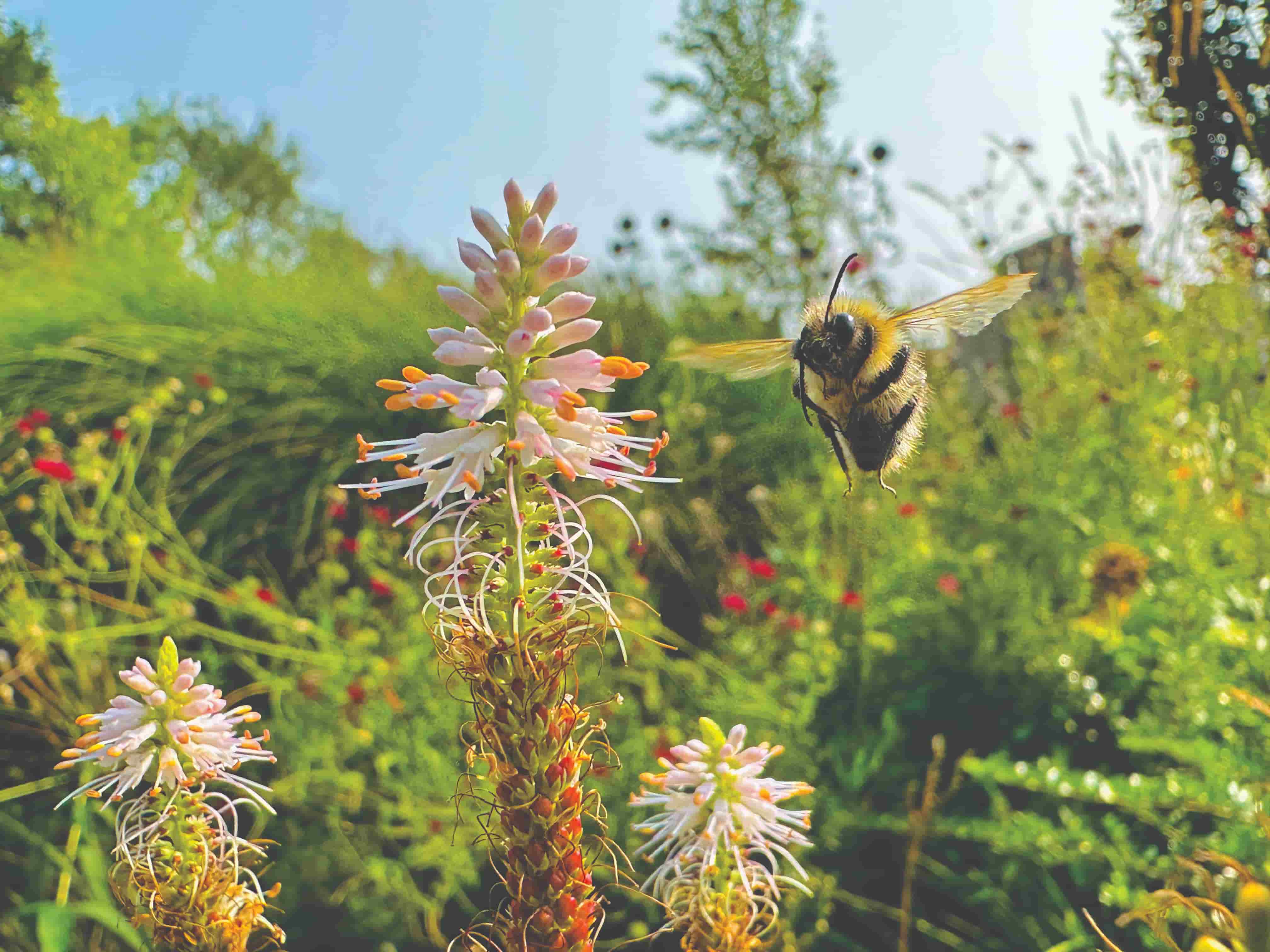 A fuzzy bumblebee, captured by a photographer, flies towards a tall, pale pink spiky wildflower in a sunny garden.