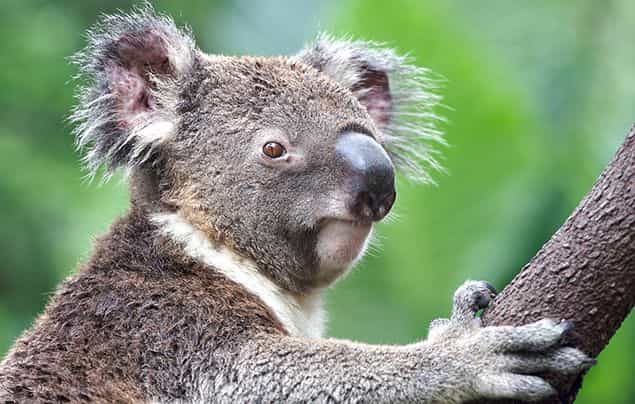 a decorative image of a koala looking at the camera