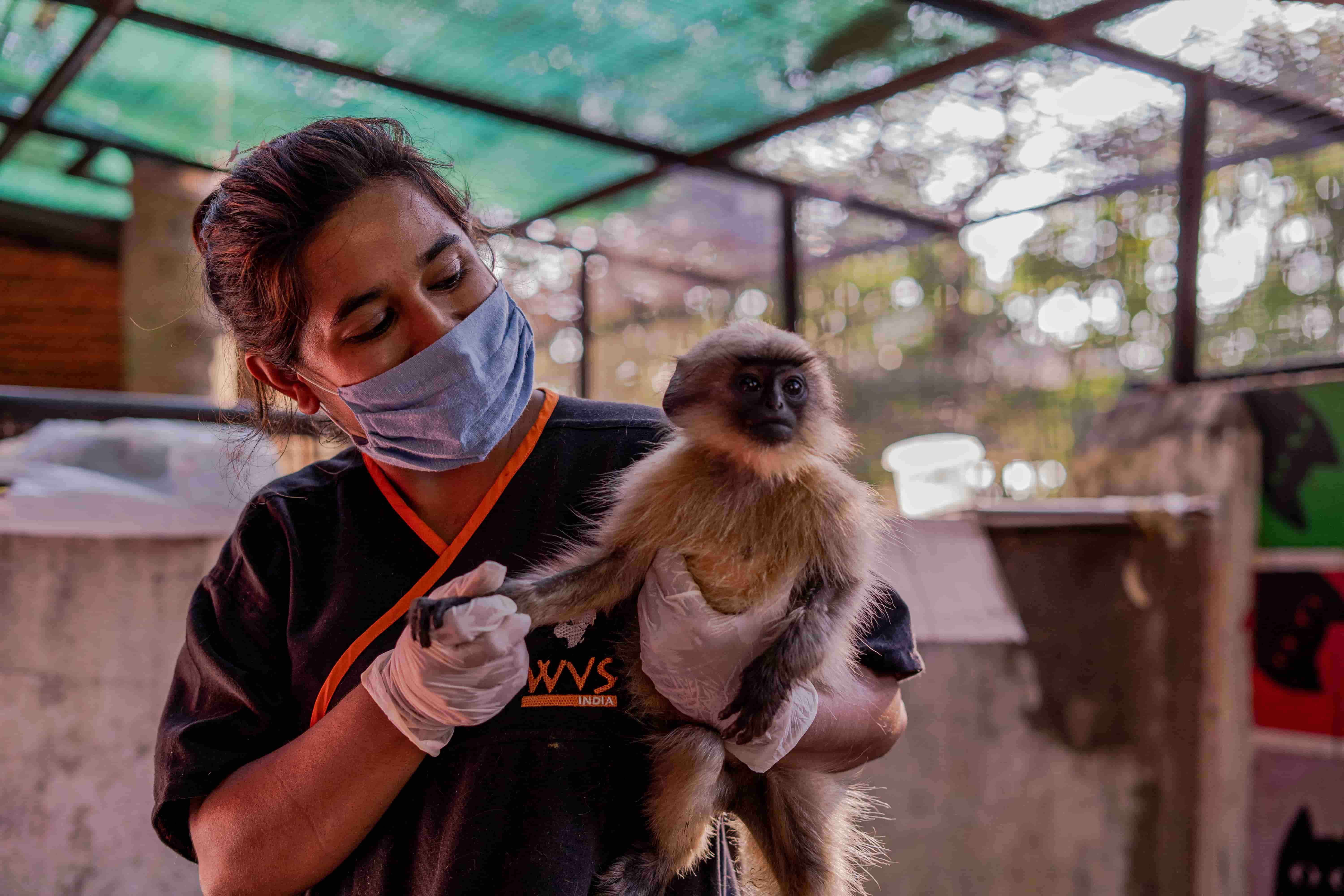 A woman wearing gloves and a mask holds a small monkey whilst giving it an injection at an animal care facility—just one of the unforgettable experiences you could have with your Young Vets Club membership. Join now for the chance to WIN exclusive behind-the-scenes access!.