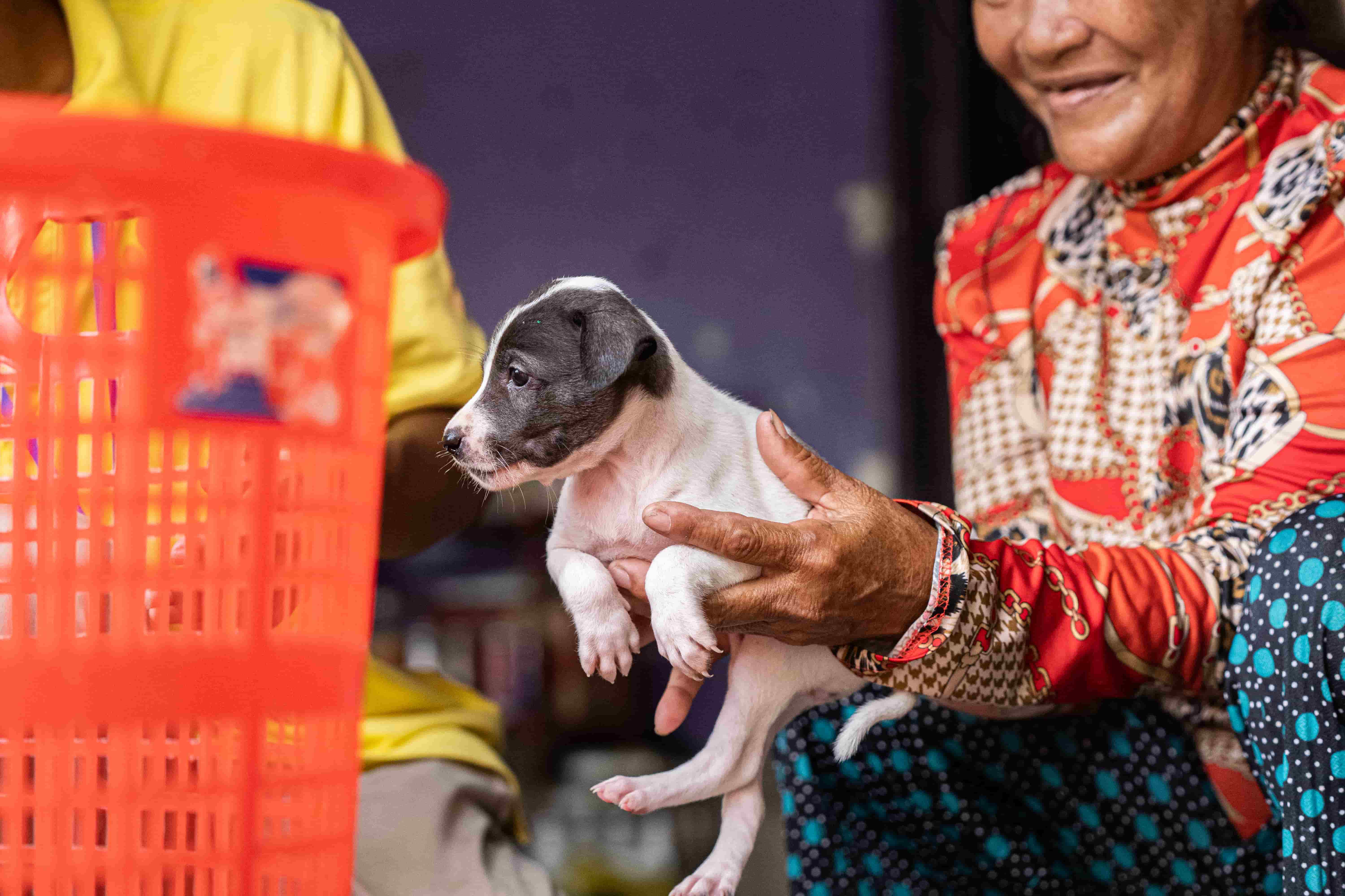 A woman in colourful clothing, possibly a member of the Young Vet's Club, holds a small black and white puppy near an orange plastic basket, with another person in yellow partially visible.