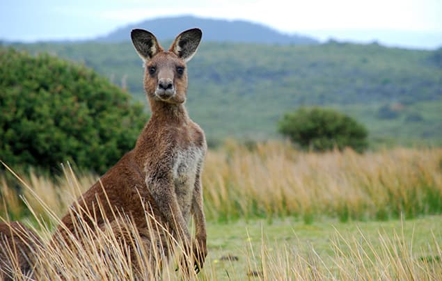 A kangaroo stands upright in tall grass with green hills and bushes in the background under a cloudy sky, looking as if it’s ready to share some knock knock jokes with anyone passing by.