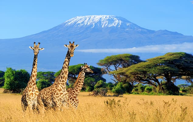 Three giraffes stand in tall grass with acacia trees behind them and a snow-capped mountain in the background under a clear blue sky, as if they’re pausing mid-journey to share a few knock knock jokes beneath the African sun.