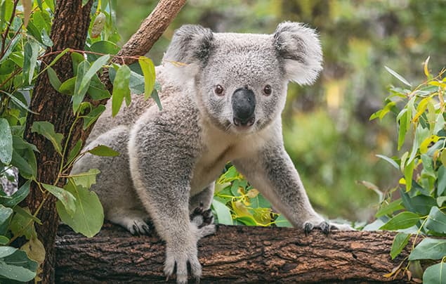 A grey koala sits on a tree branch surrounded by green leaves, looking directly at the camera—almost as if it’s about to share some knock knock jokes with you.