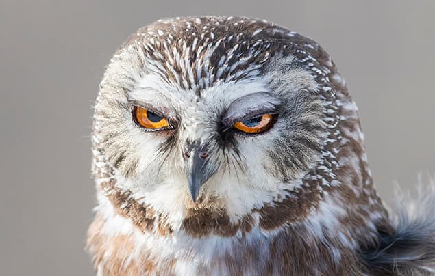 Close-up of a brown and white owl with intense orange eyes and a serious expression, staring directly at the camera against a blurred, neutral background—looking as if it’s about to deliver one of its best knock-knock jokes.