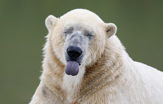 A polar bear with its eyes closed and tongue sticking out, appearing playful or silly—almost as if it just heard some knock knock jokes—against a blurred green background.