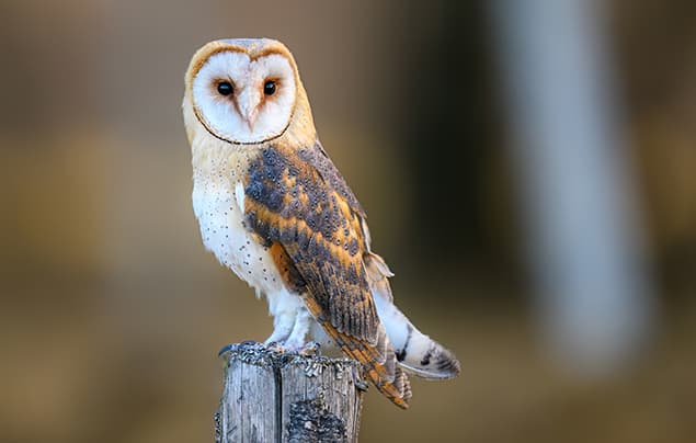 A barn owl with a heart-shaped face and speckled feathers perches on a weathered wooden post against a blurred brown background, showcasing one of the fascinating owl facts about their distinctive appearance.