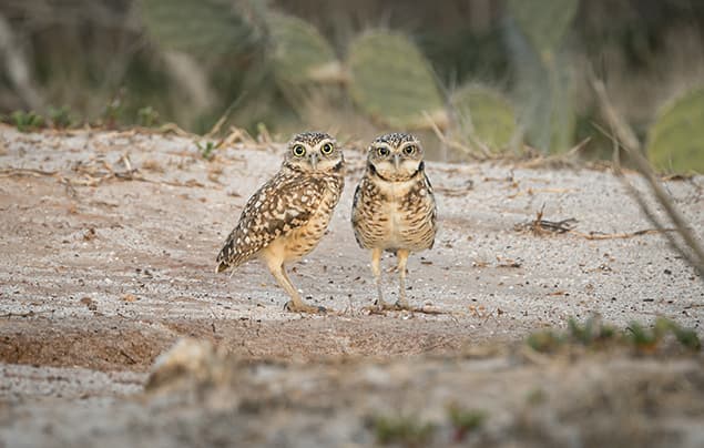 Two burrowing owls stand close together on sandy ground, looking towards the camera. There is sparse vegetation and green cactus pads in the blurred background, making it a perfect scene to observe unique owl facts in action.