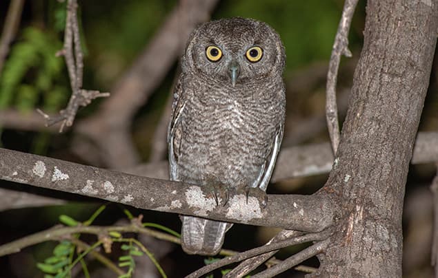 A small owl with bright yellow eyes and mottled brown and grey feathers perches on a tree branch at night, surrounded by twigs and green leaves—a perfect scene to discover fascinating owl facts.