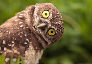12 amazing owl facts