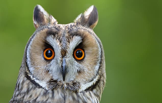 A close-up of a long-eared owl with bright orange eyes and striped brown and white feathers, set against a blurred green background, offers a striking view that highlights fascinating owl facts about this elusive nocturnal predator.