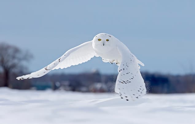 A snowy owl with white feathers and black spots flies low over a snow-covered field, wings spread wide, with a blurred winter landscape in the background—a stunning illustration of classic owl facts in action, showcasing its remarkable adaptation to icy habitats.