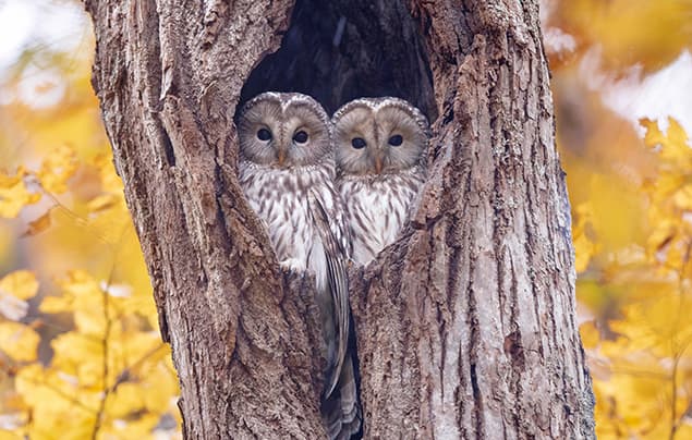 Two owls with striped feathers sit closely together inside a tree hollow, surrounded by autumn leaves with yellow and orange hues in the background—an enchanting scene that invites you to discover fascinating owl facts about these mysterious birds.