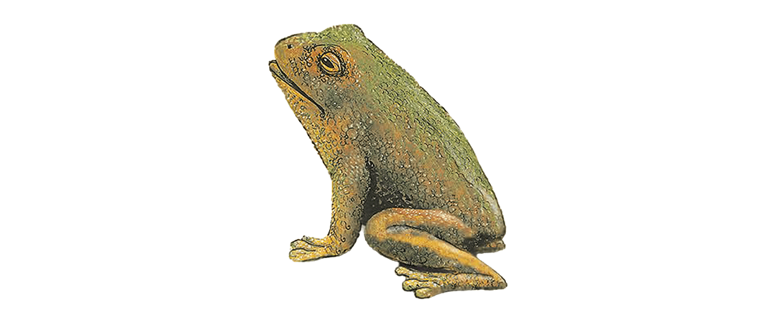 A green and brown frog with rough, textured skin sits facing left on a white background, representing the fascinating diversity within Animalia.