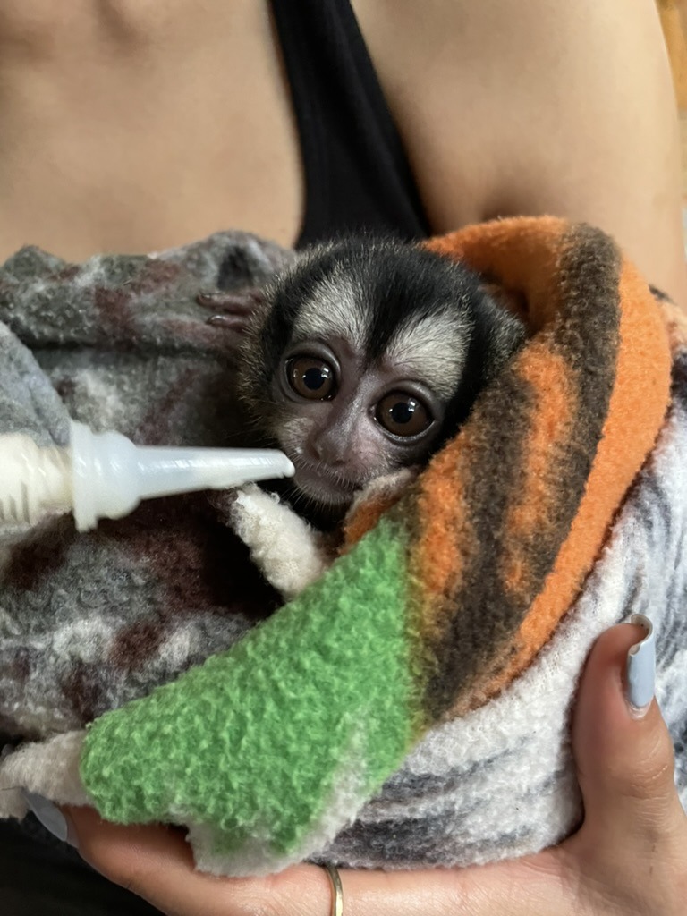 A tiny baby monkey wrapped in a colourful blanket is being bottle-fed by a person. The monkey has large, round eyes and is held gently in the person’s hands, receiving loving care as part of the Young Vet’s Club programme.