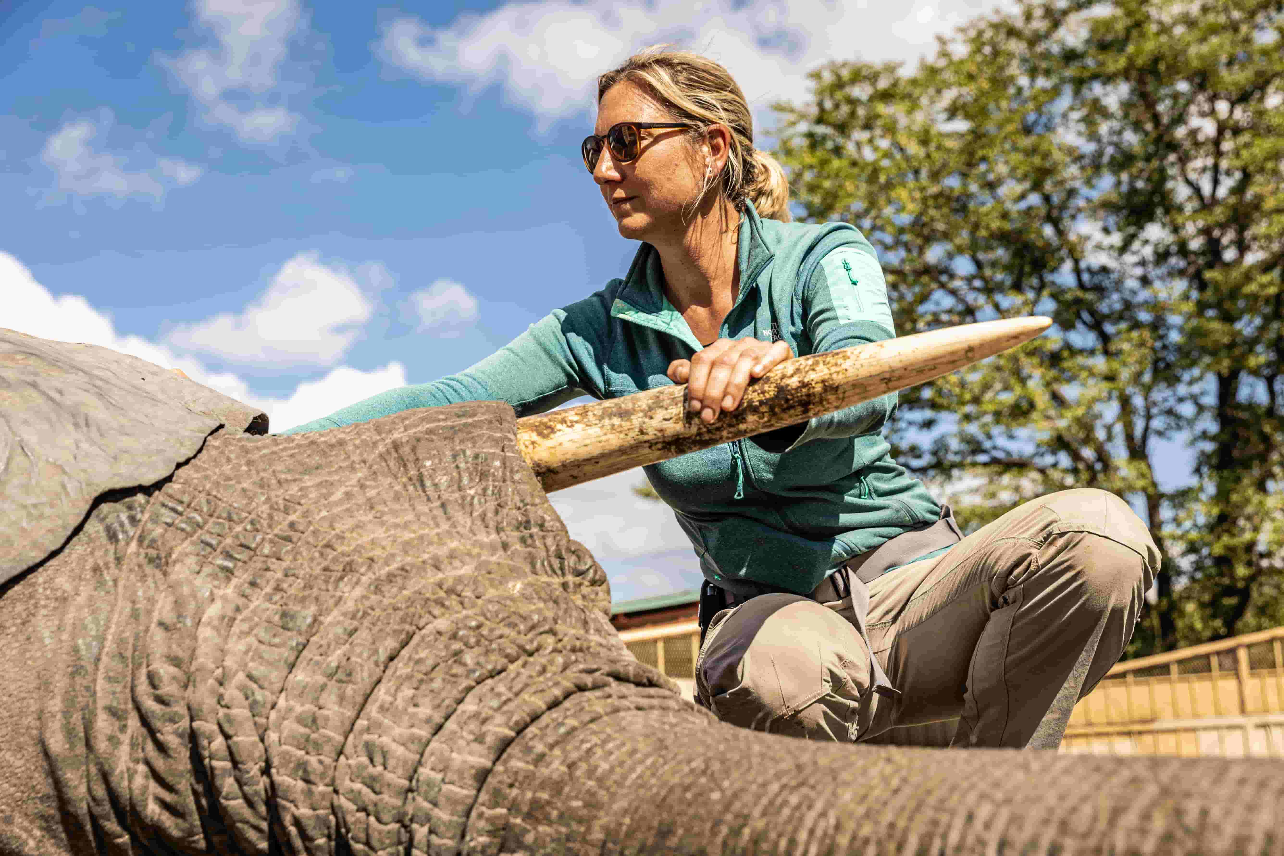 A woman wearing sunglasses and a teal jacket examines an elephant’s tusk outdoors on a sunny day, with trees and a fence in the background—an inspiring scene from the Young Vet’s Club.