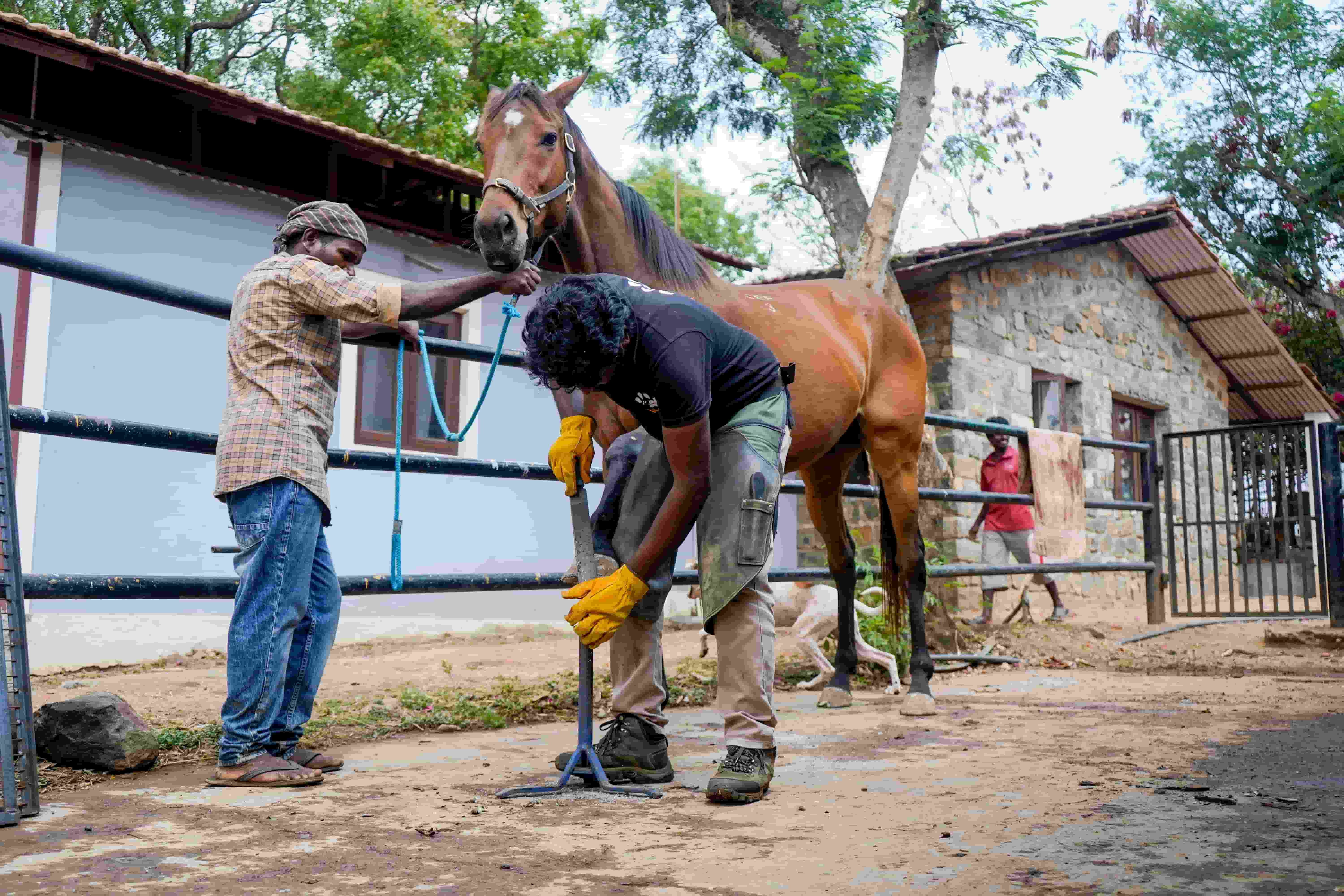 Two people from the Young Vet’s Club are caring for a brown horse outdoors; one holds the horse’s head while the other trims a hoof using tools. A stone building and trees are visible in the background.